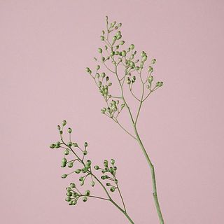 実のつき方には個体差がございます。