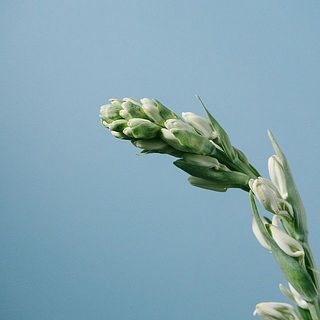 花は下から咲きます