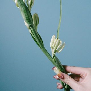 下の花が咲き終わったら摘みましょう