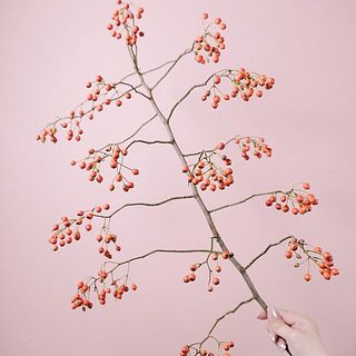 ノバラの実「ゾーレンスローズ」