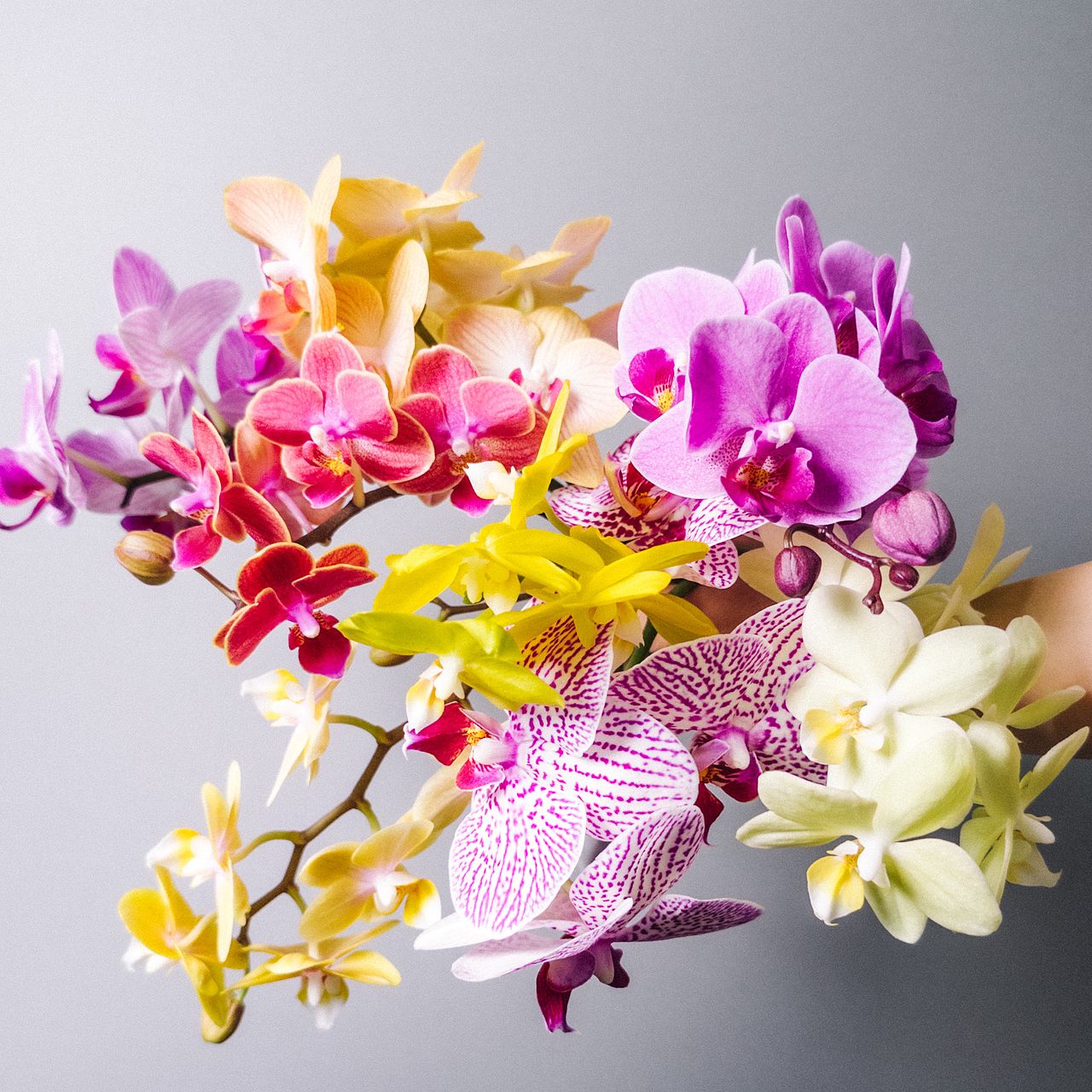 加藤洋ランさんのミディファレノ