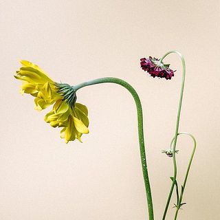  ガーベラとスカビオサは茎が下がっていることも。個体差のため、品質には問題ありません。