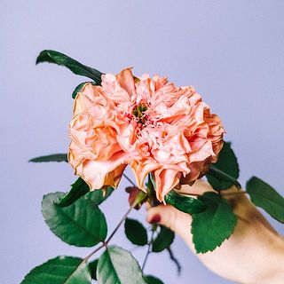 花びらに傷がついている可能性もあります。気になる場合は優しく外してください