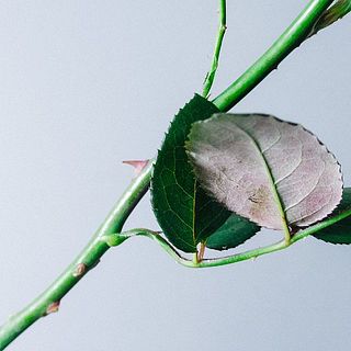 トゲにご注意ください。