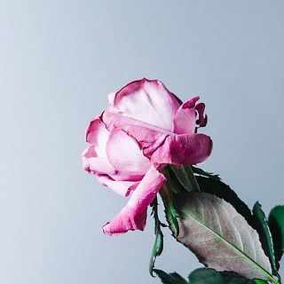 外側の花びらは傷が付いているものも。気になる場合は優しく摘み取ってあげて。