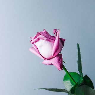 外側に開いているものもございます。気になる場合は優しく摘み取ってあげましょう。