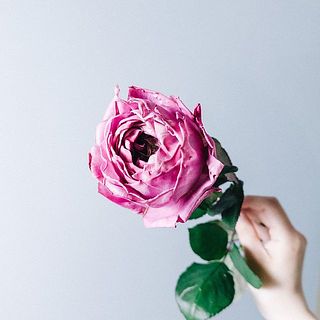 変わり咲きにうっとり😍