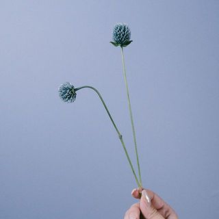 染め千日紅「アッシュグレイ」