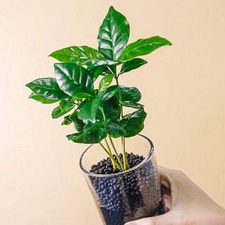 下の方の葉は変色しやすいので気になる場合は摘み取ってあげましょう。