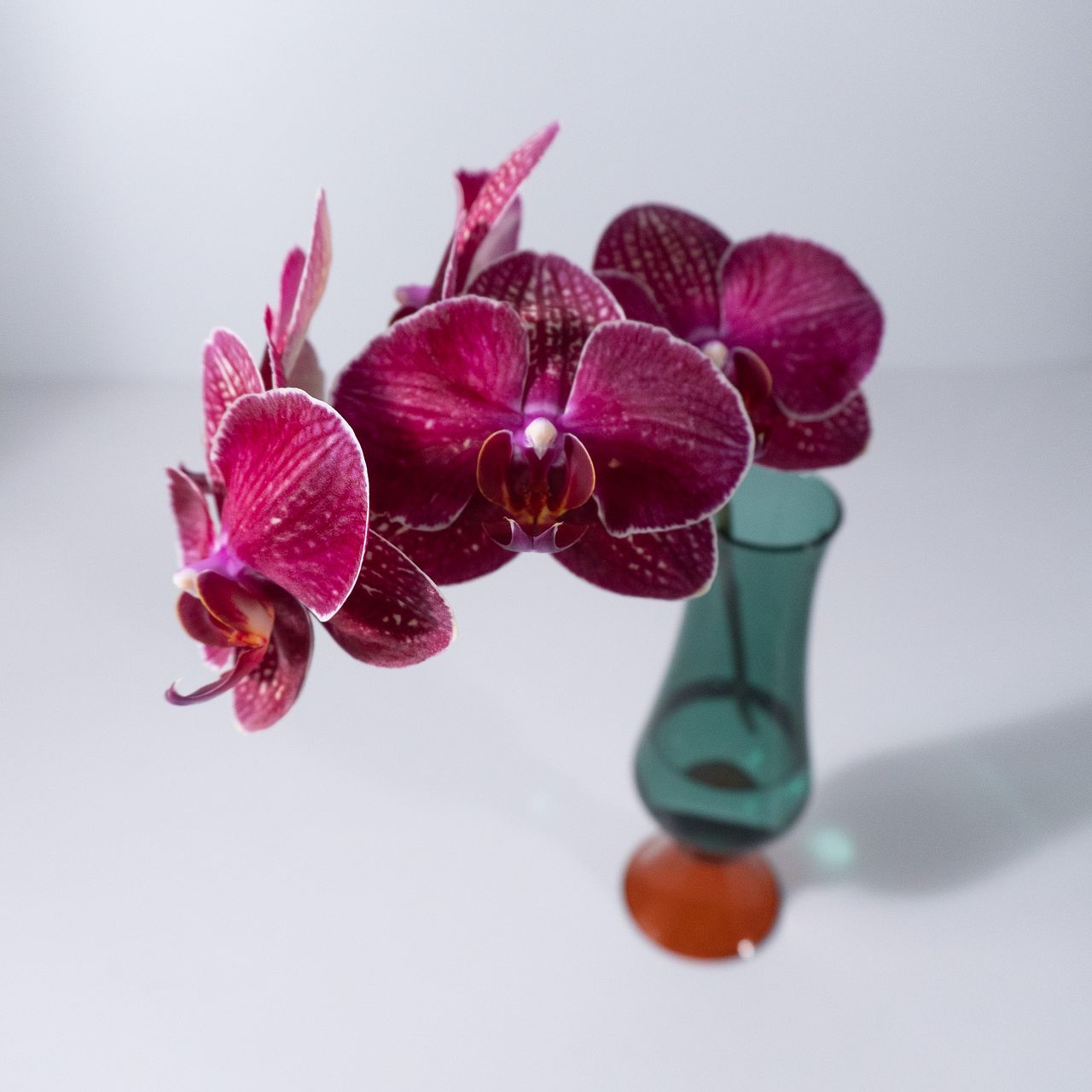 日野洋蘭園のおまかせミディファレノ（2本）