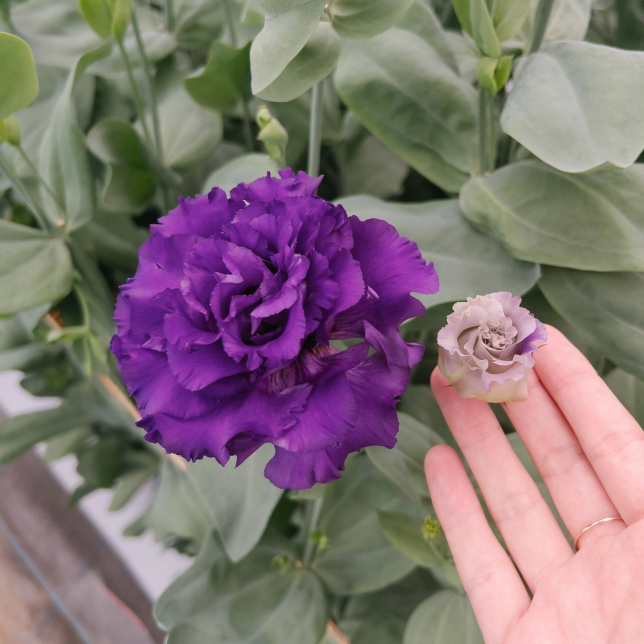 産直】北海道の特大モノリシアン（カメリア）