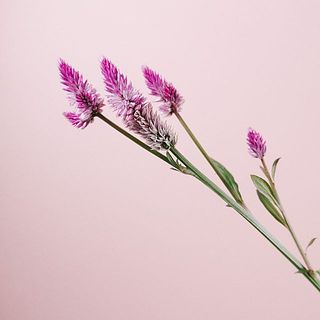 黒いのはけいとうの種です。