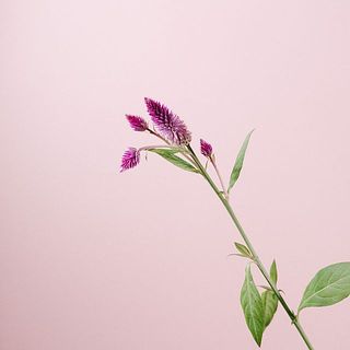 花つきには個体差があります。