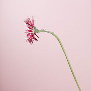 ガーベラは俯きがちに咲くものもございます。