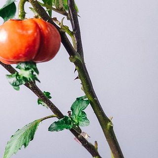 トゲにご注意ください。実は下の方についていることも。花瓶に納まらないときはハサミで切って机に飾るのもおすすめです。