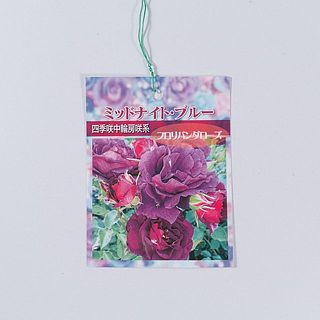 ダークパープルの花が可愛い！