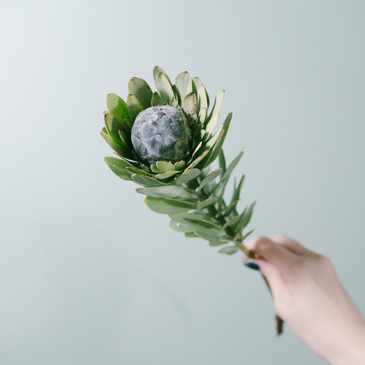 香りのスワッグ「銀香梅と秋の実もの」