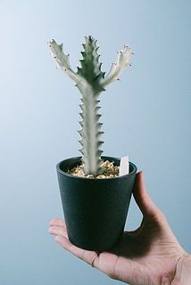 ユーフォルビア「ホワイトゴースト」