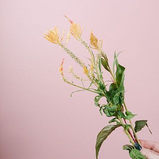個性的な花もあります。