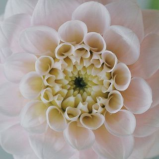 見れば見るほど美しい花姿。