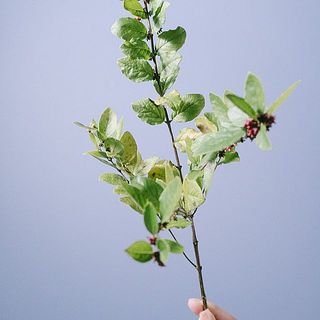 葉が一部変色や黄色の部分があります。気になる場合は優しく取り除いてください。