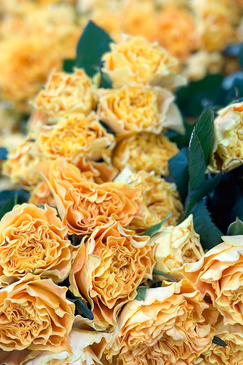 バラ苗　切りバラ苗 . マンゴーリーバ♡♡ バラ「マンゴーリーバ」 | tokyo_shokubutsu_zufu