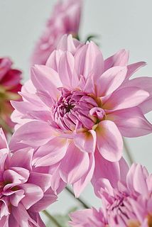 ダリアはとても繊細。花びらには傷がついていることも。弱っている花びらは取ってあげましょう。
