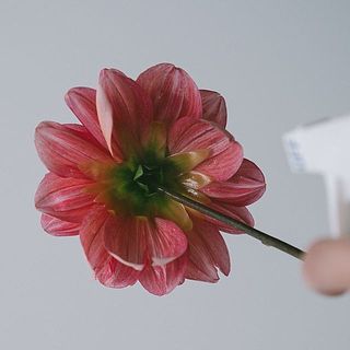 フラワーベールの使い方は簡単。花びらの裏側に、水が滴るくらいたっぷり吹きかけてみて。