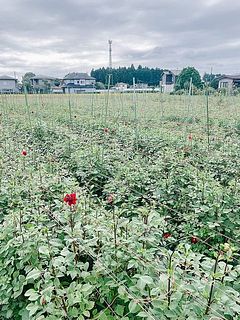 圃場の様子をご紹介。