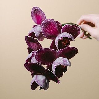 この角度から見るとぶどうみたい！🍇