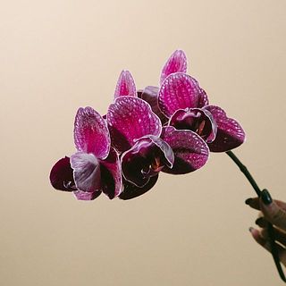 ちょっと不思議な花形です。