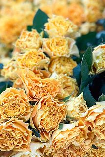 フリルにうっとり🧡