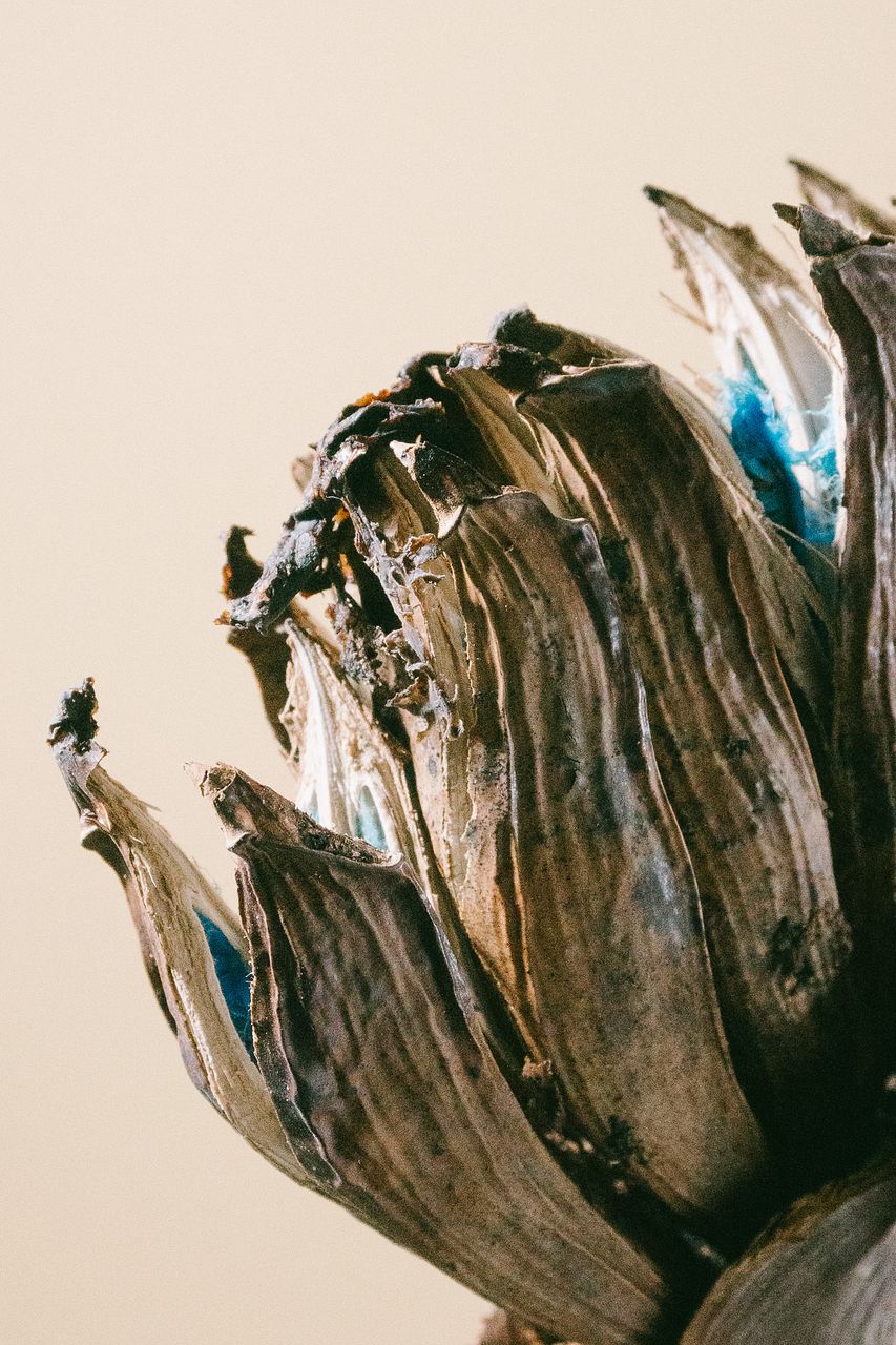 タビビトノキ（Lサイズ）