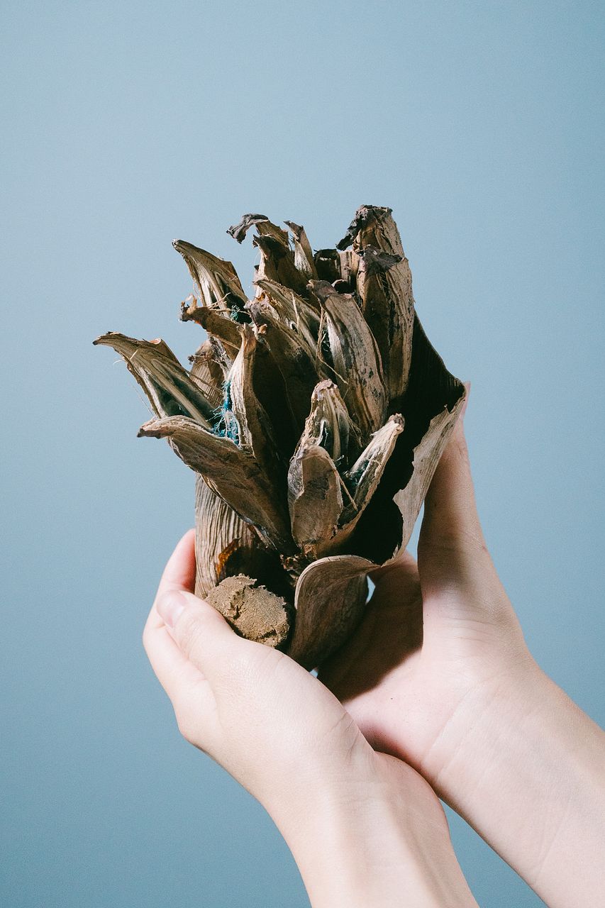 タビビトノキ（Lサイズ）