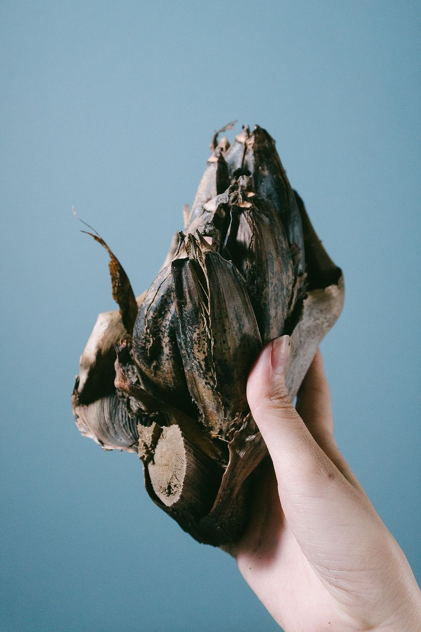 タビビトノキ（Lサイズ）