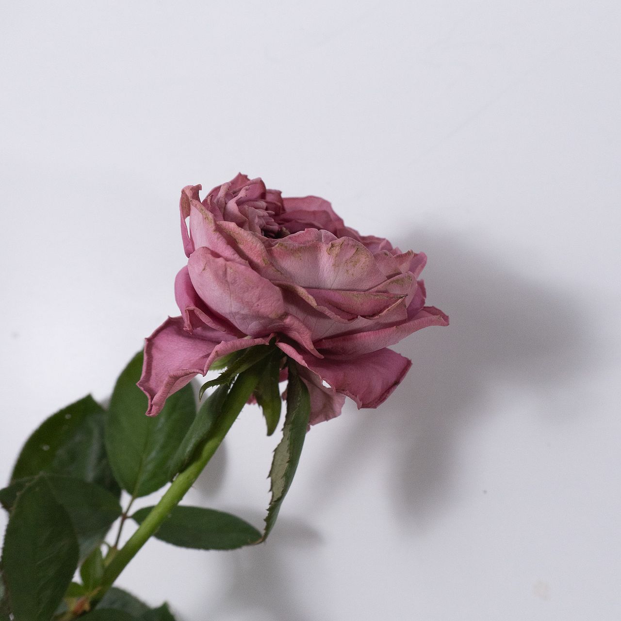 やぎばら園のArt Rose.（7本）