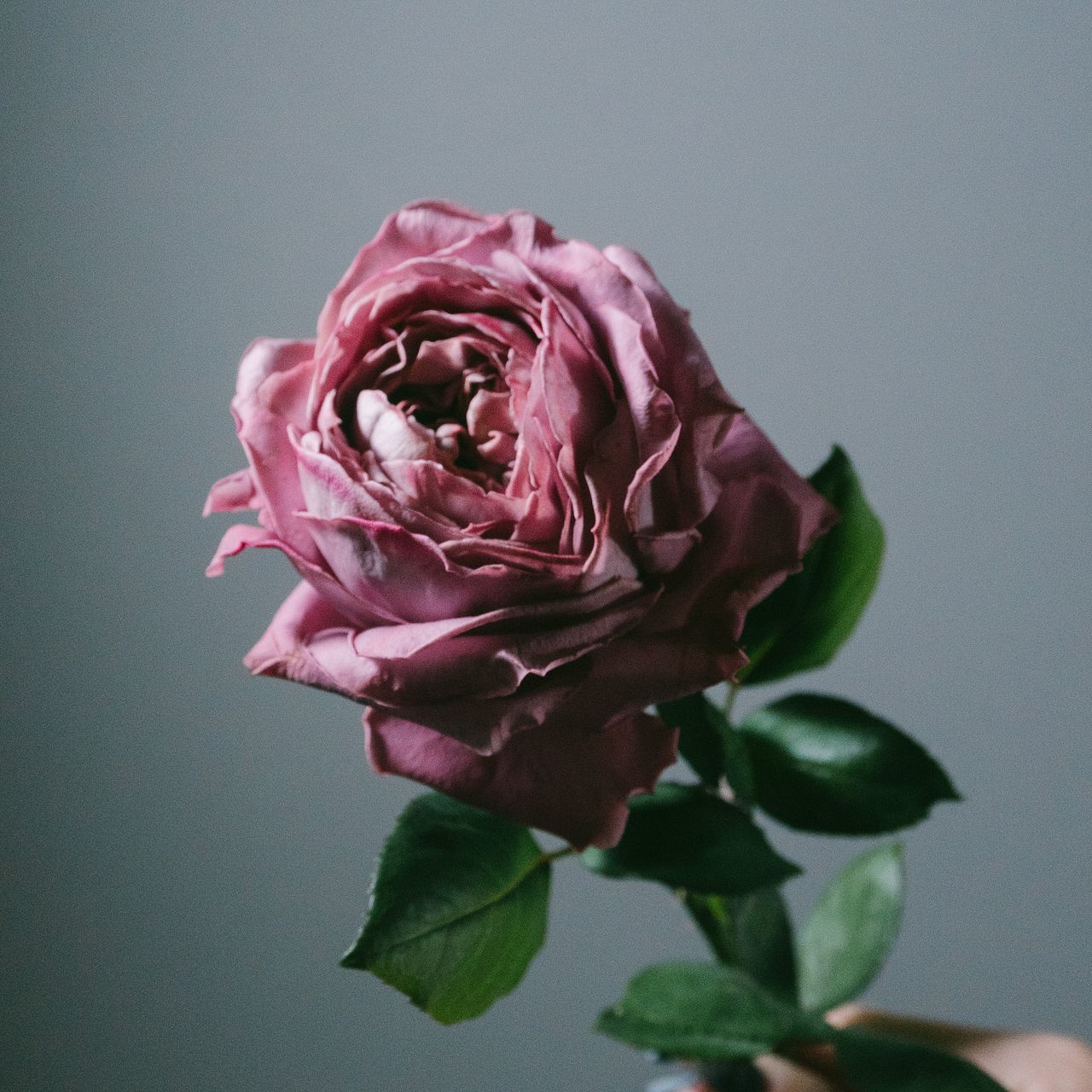 やぎばら園のArt Rose.（7本）