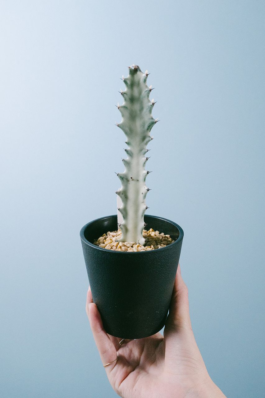 ユーフォルビア「ホワイトゴースト」 （1鉢）