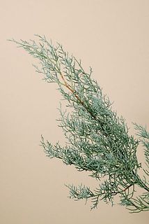 ブルーアイスの香りに癒されて。