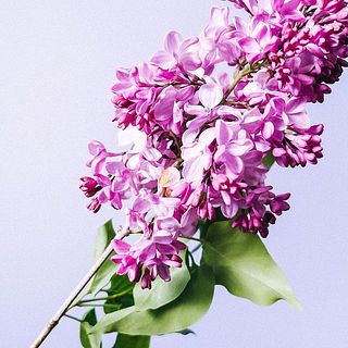 花びらが茶色くなっていたら優しく取ってください。