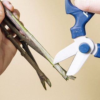 茎の繊維がでるよう、このくらい大胆にカットしてOK