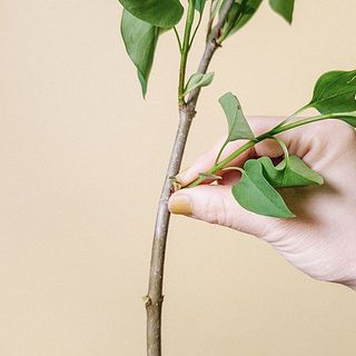 花に水を届けるため、葉っぱは間引いてください