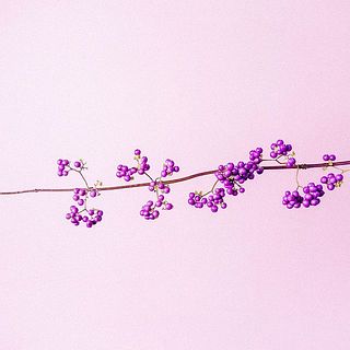 実は配送中に落ちてしまうことがございます。ご了承ください。