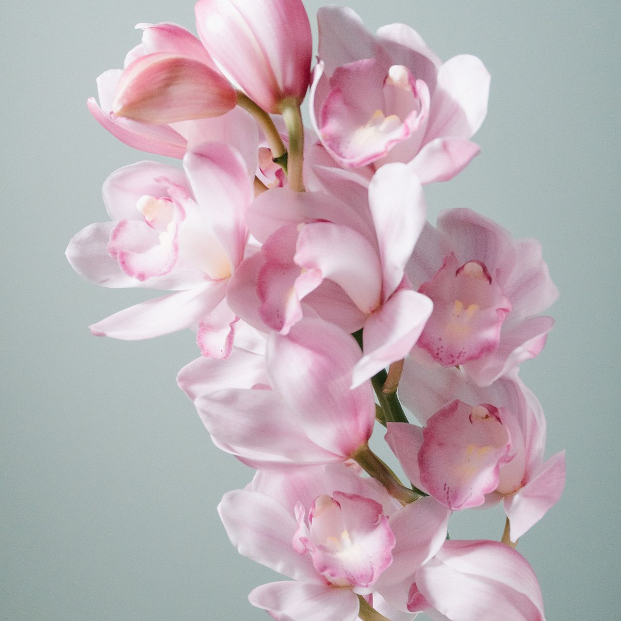 花子さま M-1480-2N 七宝花菱文様 天開オールド ペア – 硝子工房 彩鳳