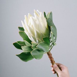 ホワイトキングプロテア