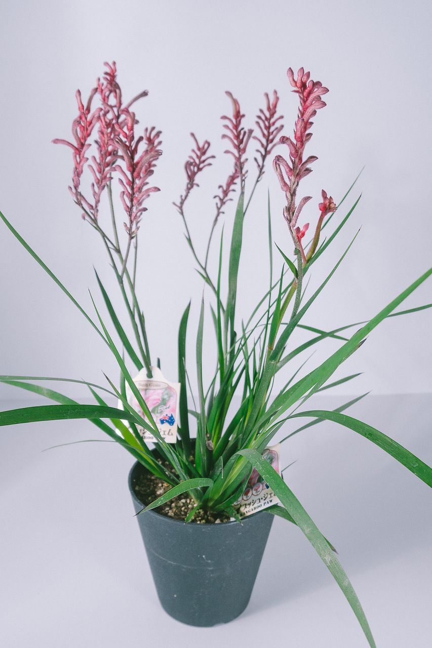 カンガルーポー（ピンクまたはホワイト）