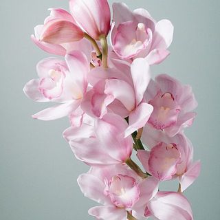 優しいピンクが可愛いです！