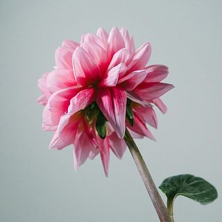 ダリアはとても繊細。花びらには傷がついていることも。弱っている花びらは取ってあげましょう。