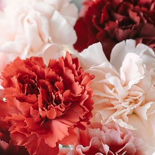 淡いピンクから深紅の美しいグラデーション。