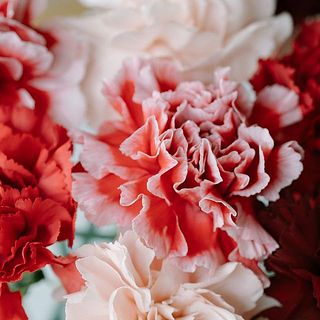 おしゃれなカラーリングが魅力の複色カーネーション。